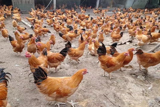 陶粒怎样养花，提升透气性，避免积水烂根