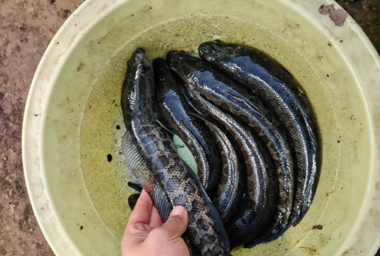 陶粒怎样养花，提升透气性，避免积水烂根