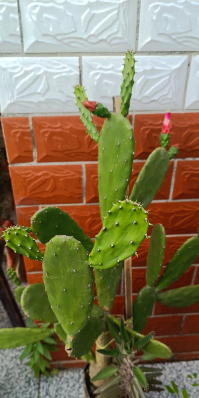 陶粒怎样养花，提升透气性，避免积水烂根