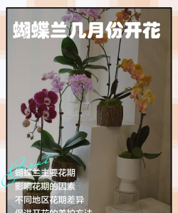 陶粒怎样养花，提升透气性，避免积水烂根