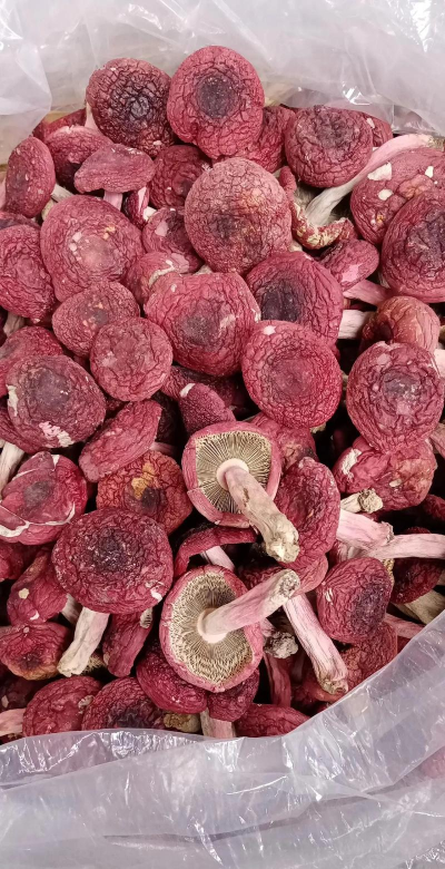 陶粒怎样养花，提升透气性，避免积水烂根