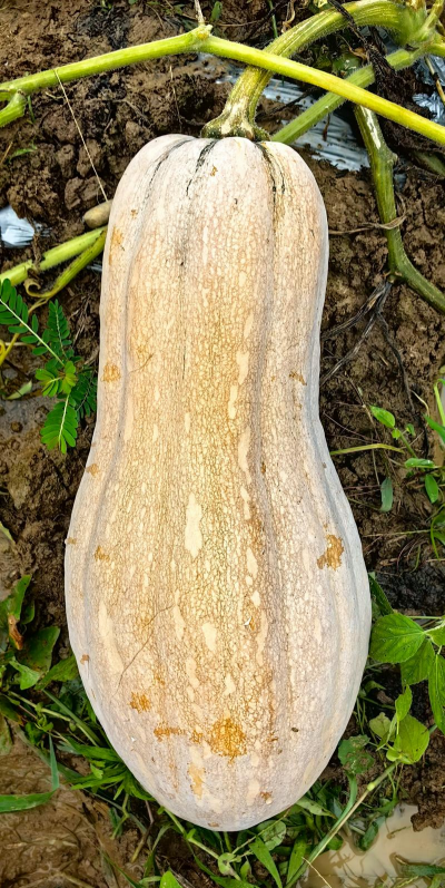 2024年蜜本南瓜多少钱一斤 2024年蜜本南瓜多少钱一斤