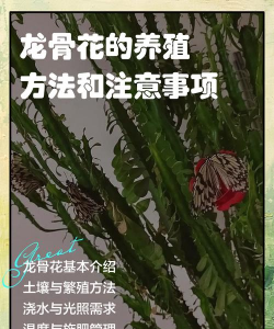 烧土养花，改善土壤，提升植物生长