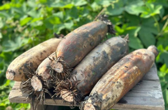 烧土养花，改善土壤，提升植物生长