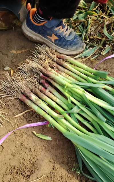 烧土养花，改善土壤，提升植物生长