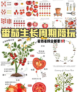 烧土养花，改善土壤，提升植物生长