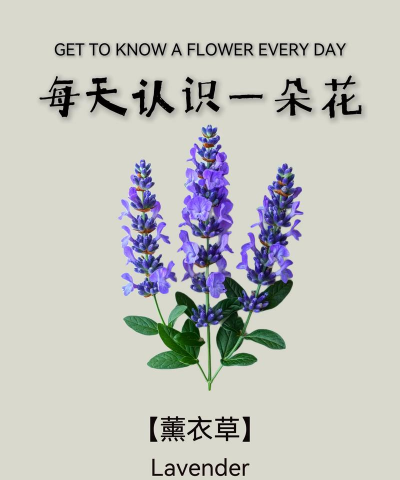 薰衣草是几月份开花 薰衣草是几月份开花