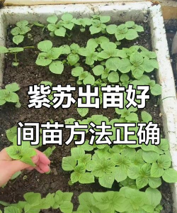 烧土养花，改善土壤，提升植物生长