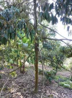 烧土养花，改善土壤，提升植物生长