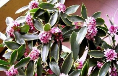 红虫室内养殖技术，掌握关键要点，实现稳定产出