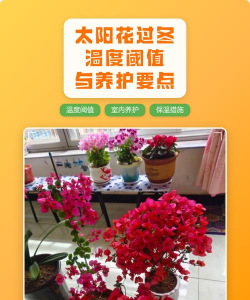 小众送妈妈的花有哪些花