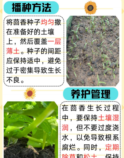 红虫室内养殖技术，掌握关键要点，实现稳定产出