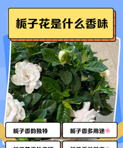 红虫室内养殖技术，掌握关键要点，实现稳定产出