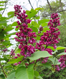 红虫室内养殖技术，掌握关键要点，实现稳定产出