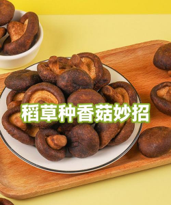 稻草怎么种植香菇 稻草怎么种植香菇