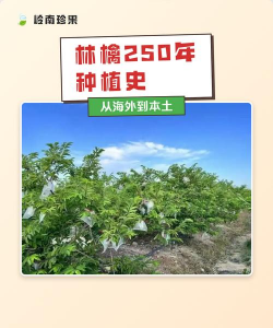 林檎要怎么种植 林檎要怎么种植