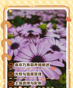 南非万寿菊的养殖方法 南非万寿菊的养殖方法