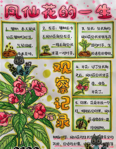 凤仙花的主要生长过程是什么 凤仙花的主要生长过程是什么