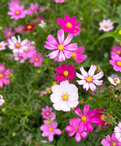 废油养花，家庭妙用，环保又省钱