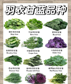 废油养花，家庭妙用，环保又省钱