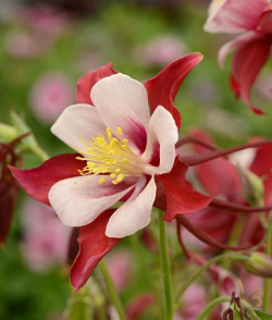 废油养花，家庭妙用，环保又省钱