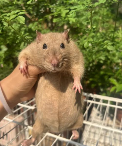 废油养花，家庭妙用，环保又省钱