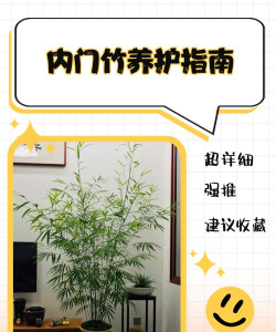 废油养花，家庭妙用，环保又省钱