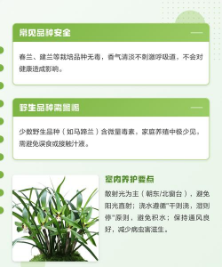 废油养花，家庭妙用，环保又省钱