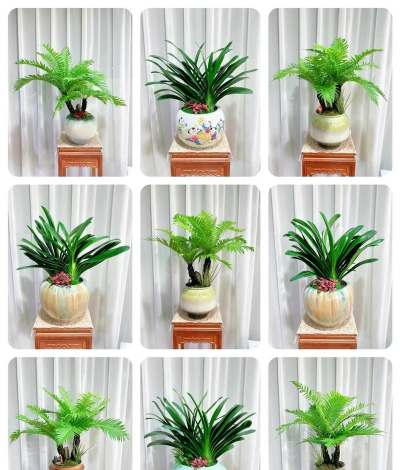 君子兰适合什么样的花盆 君子兰适合什么样的花盆