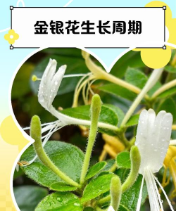 金银花种植多久开花 金银花种植多久开花