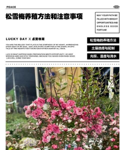 松雪梅养殖方法和注意事项 松雪梅养殖方法和注意事项