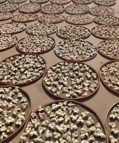 种植陈皮怎么种 种植陈皮怎么种