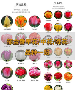 郁金香什么时候开花 郁金香什么时候开花