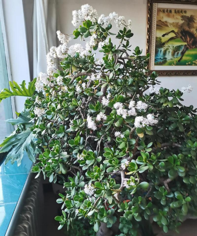 小众送妈妈的花有哪些花