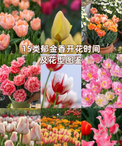 天门冬盆栽养殖方法，轻松上手，四季常绿