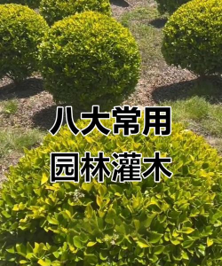 天门冬盆栽养殖方法，轻松上手，四季常绿