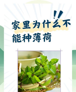 天门冬盆栽养殖方法，轻松上手，四季常绿