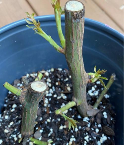 天门冬盆栽养殖方法，轻松上手，四季常绿