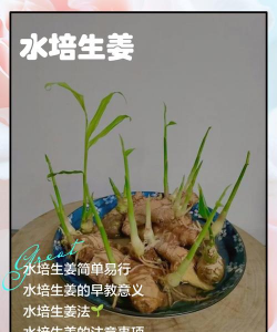 天门冬盆栽养殖方法，轻松上手，四季常绿