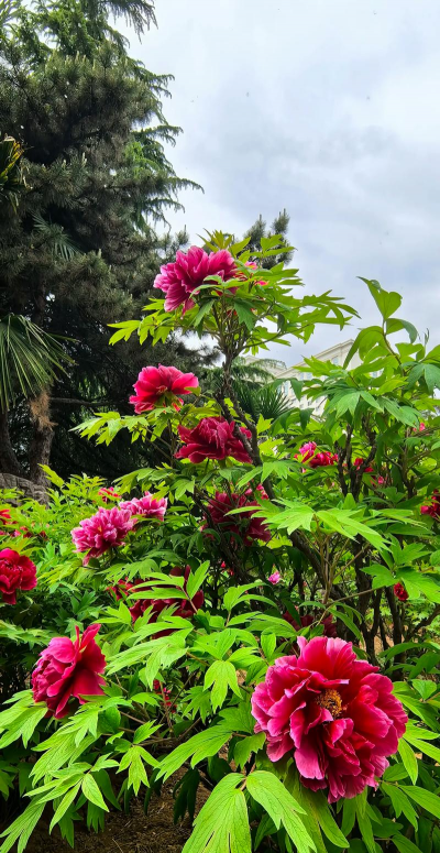 天门冬盆栽养殖方法，轻松上手，四季常绿