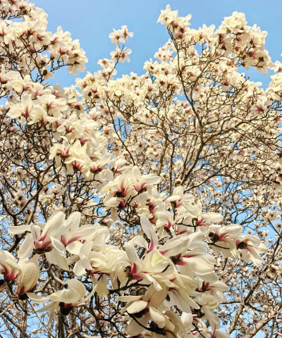 天门冬盆栽养殖方法，轻松上手，四季常绿