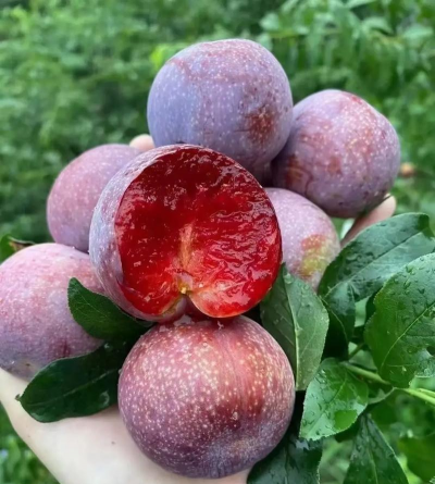 天门冬盆栽养殖方法，轻松上手，四季常绿