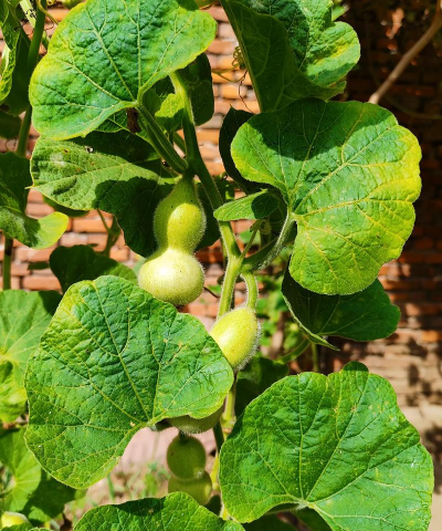 天门冬盆栽养殖方法，轻松上手，四季常绿