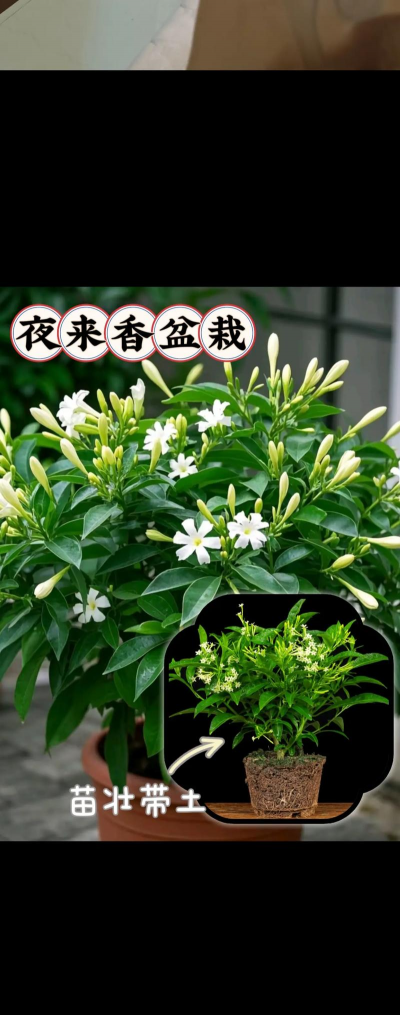 天门冬盆栽养殖方法，轻松上手，四季常绿