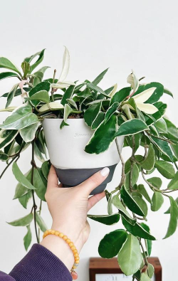 生态土鸡养殖技术，掌握关键要点，提升养殖效益