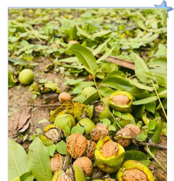 生态土鸡养殖技术，掌握关键要点，提升养殖效益