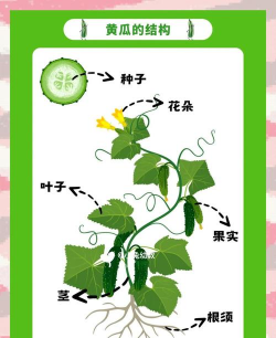 生态土鸡养殖技术，掌握关键要点，提升养殖效益