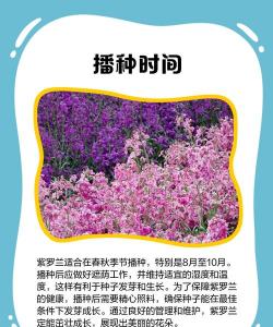 生态土鸡养殖技术，掌握关键要点，提升养殖效益