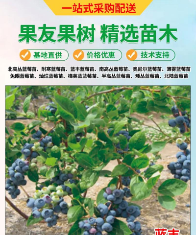 生态土鸡养殖技术，掌握关键要点，提升养殖效益