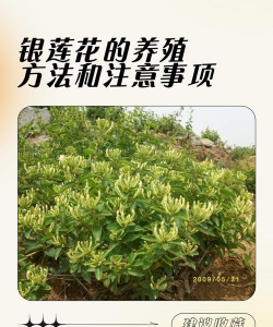 生态土鸡养殖技术，掌握关键要点，提升养殖效益